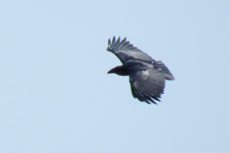 Fan-tailed Raven - ML644308968