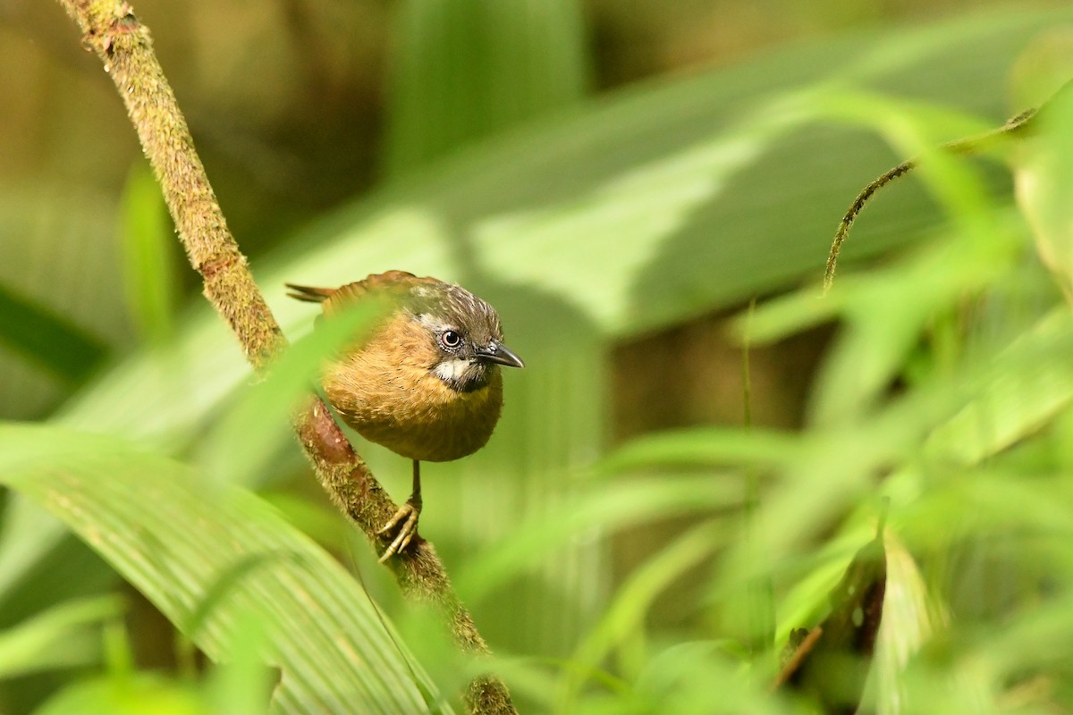 Gray-throated Babbler - ML644308974