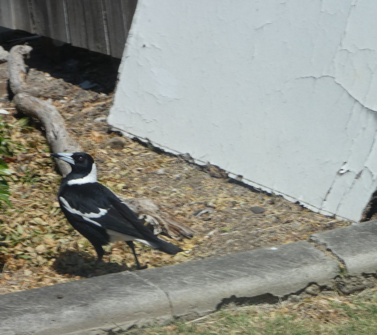 Cassican flûteur - ML644308975