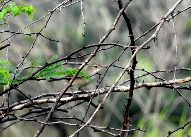 Rousserolle des buissons - ML644308979