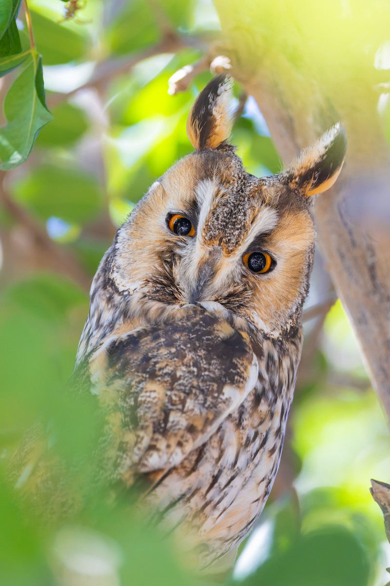 kalous ušatý - ML644308980