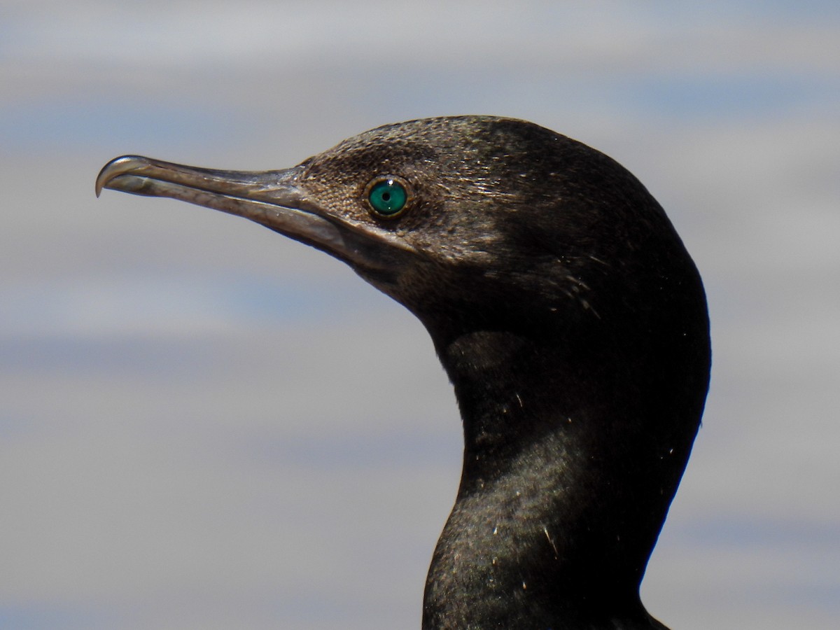 Little Black Cormorant - ML644308996
