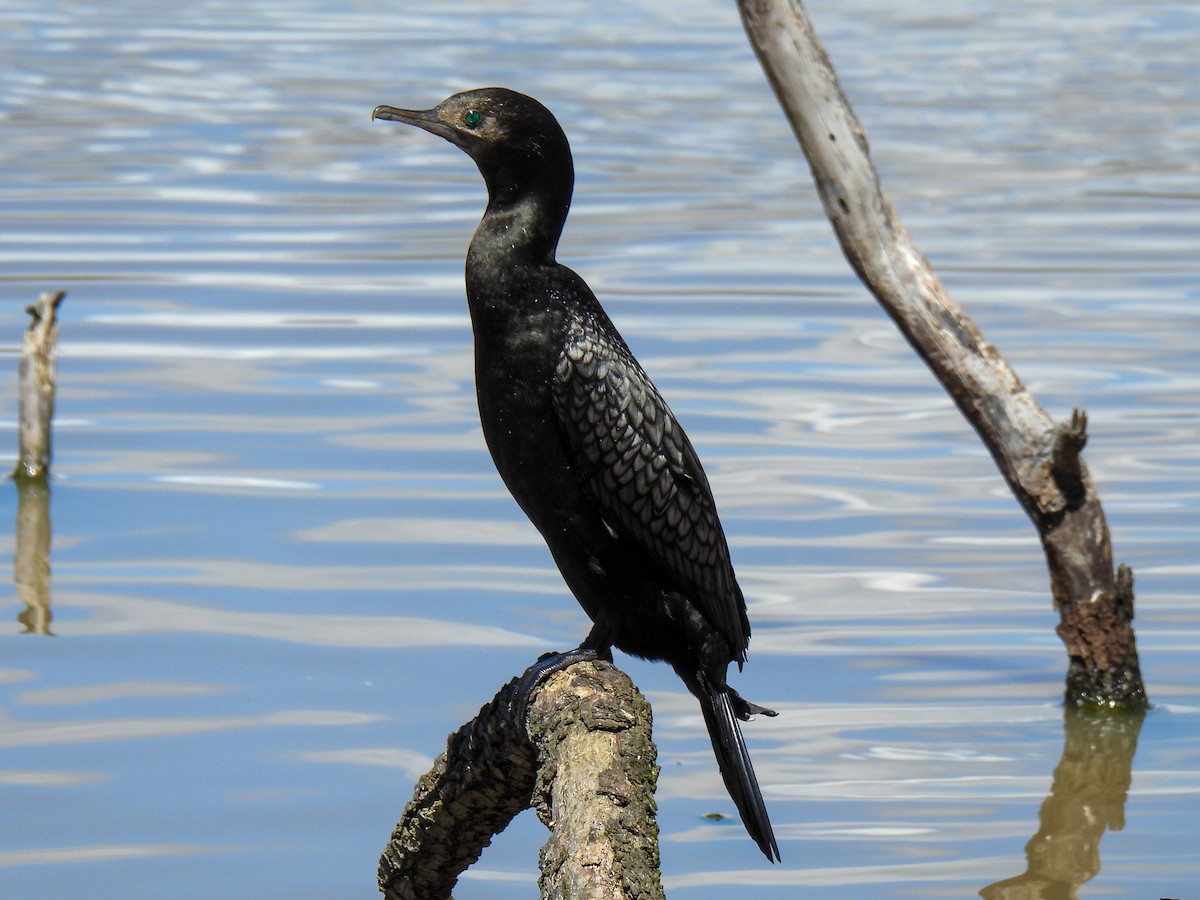 Little Black Cormorant - ML644308998