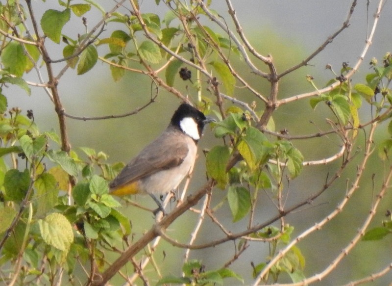 シロミミヒヨドリ - ML644309000