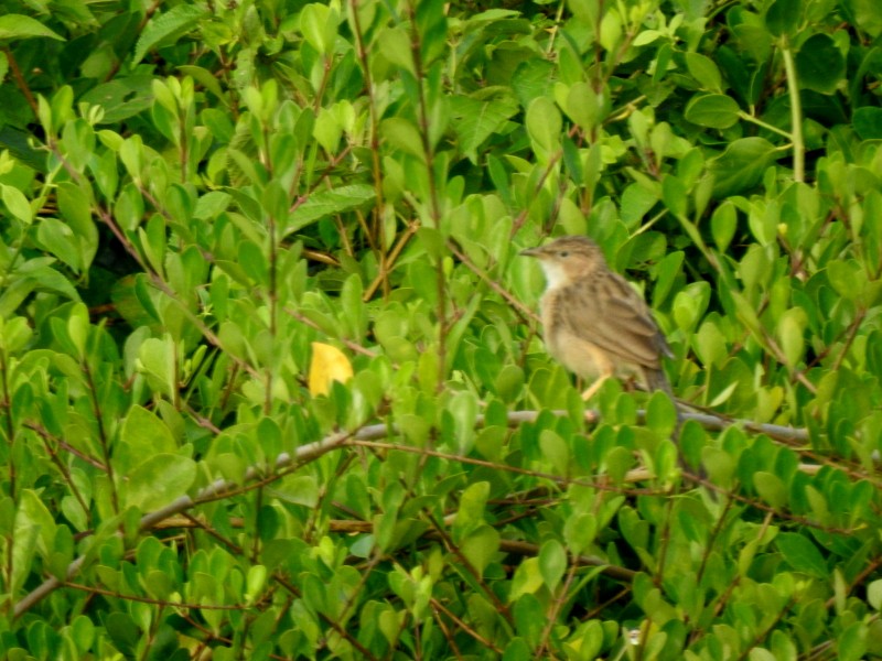 Common Babbler - ML644309002