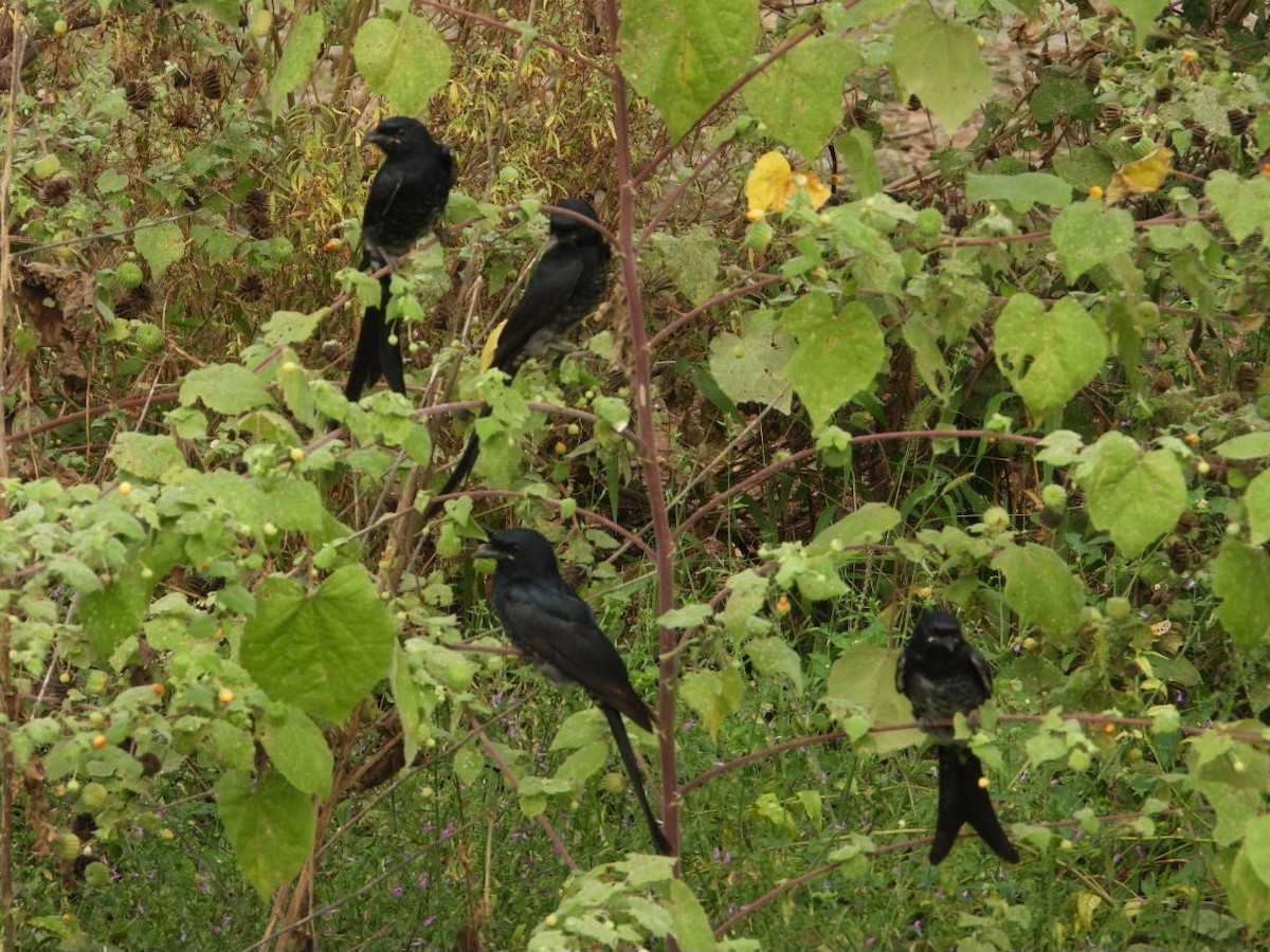 Königsdrongo - ML644309003