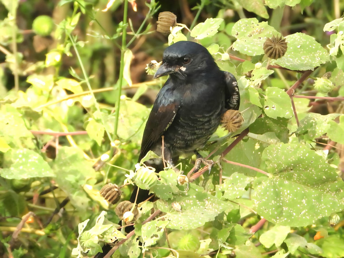 Königsdrongo - ML644309006