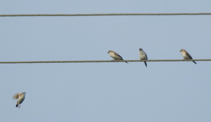 Indian Silverbill - ML644309011
