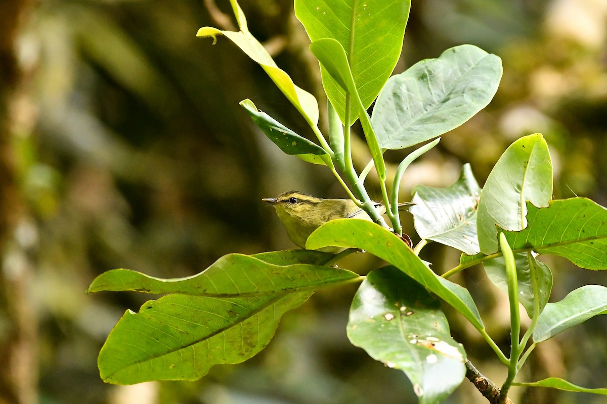 Mountain Leaf Warbler - ML644309012