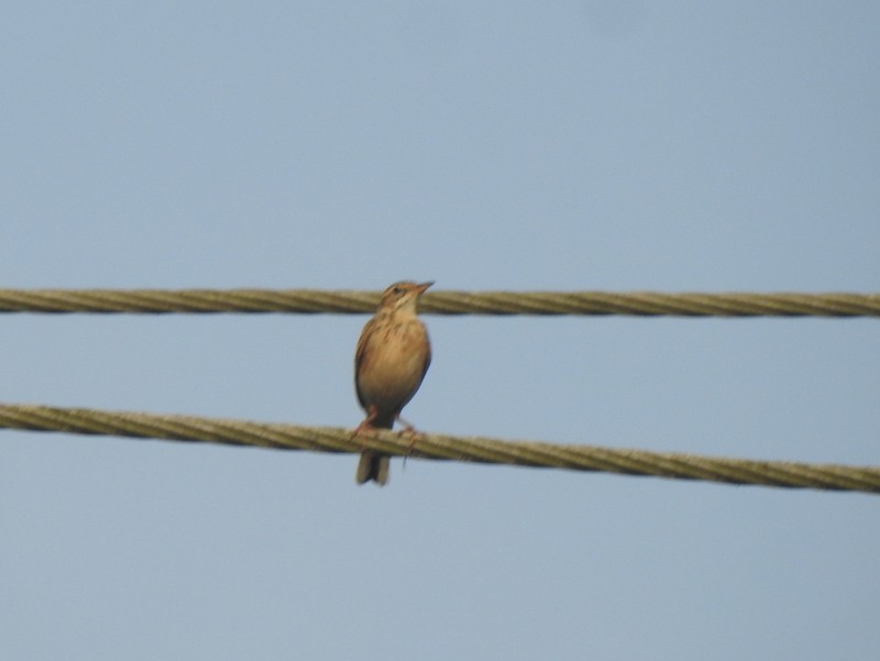 Paddyfield Pipit - ML644309013