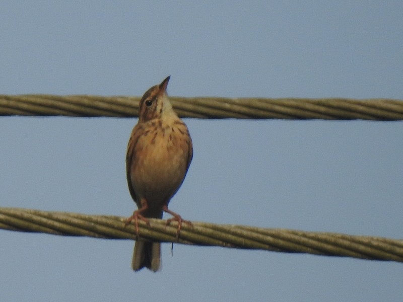 Paddyfield Pipit - ML644309014