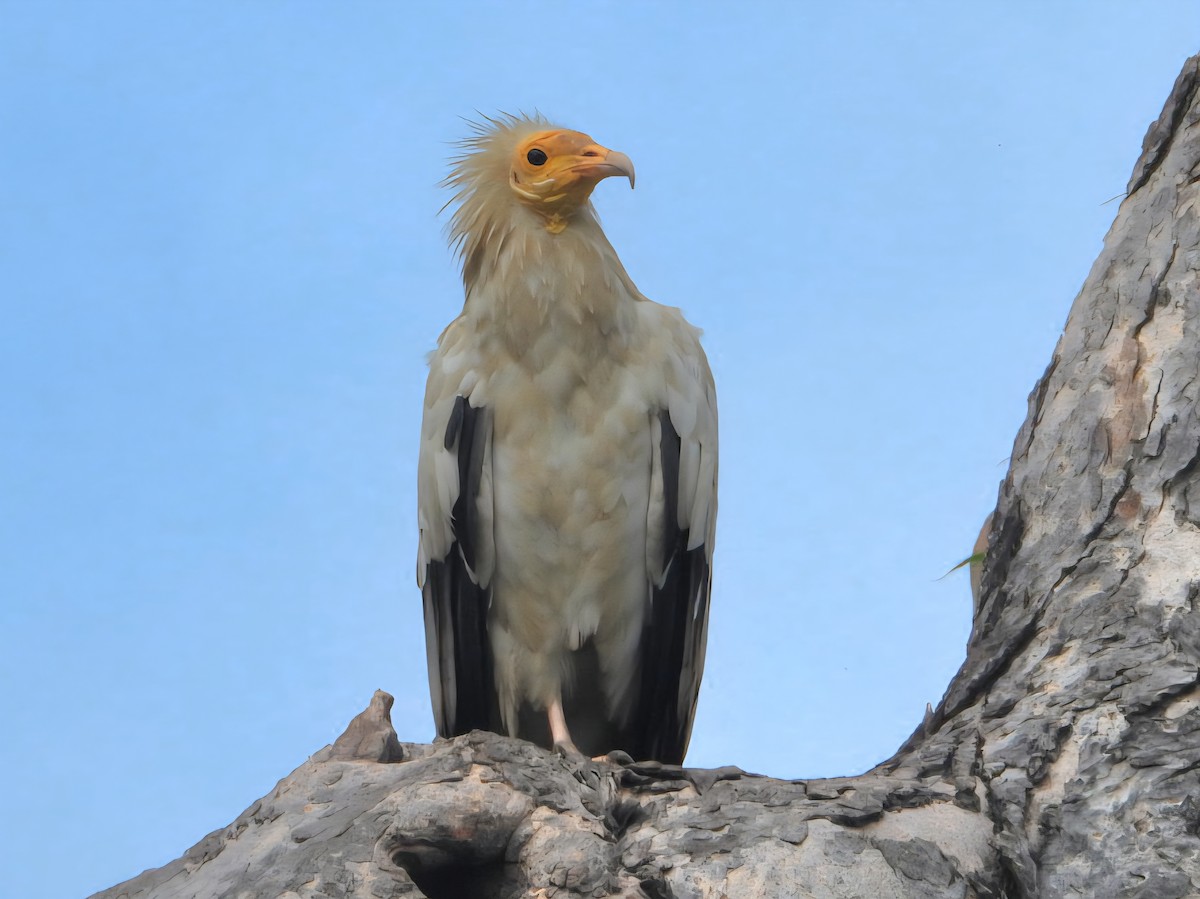 エジプトハゲワシ - ML644309015