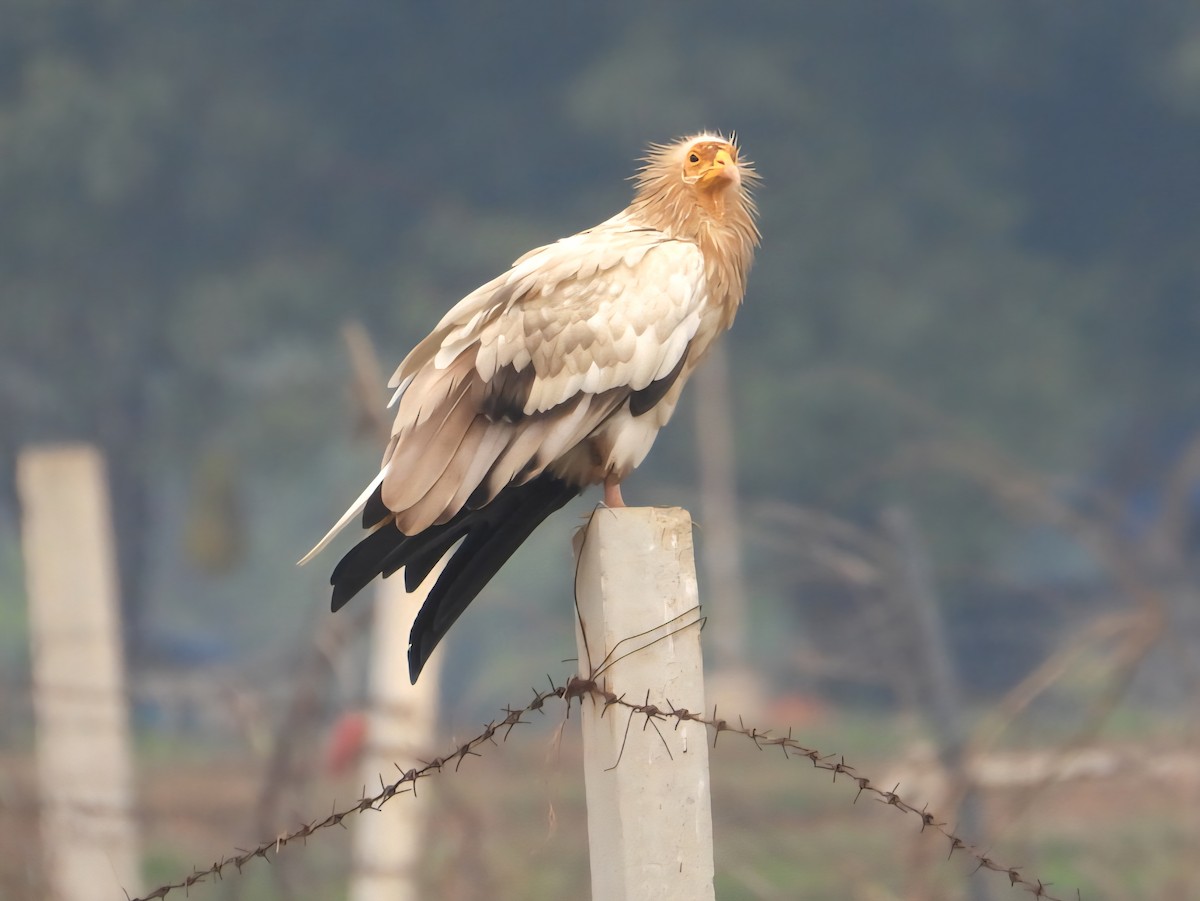 エジプトハゲワシ - ML644309018