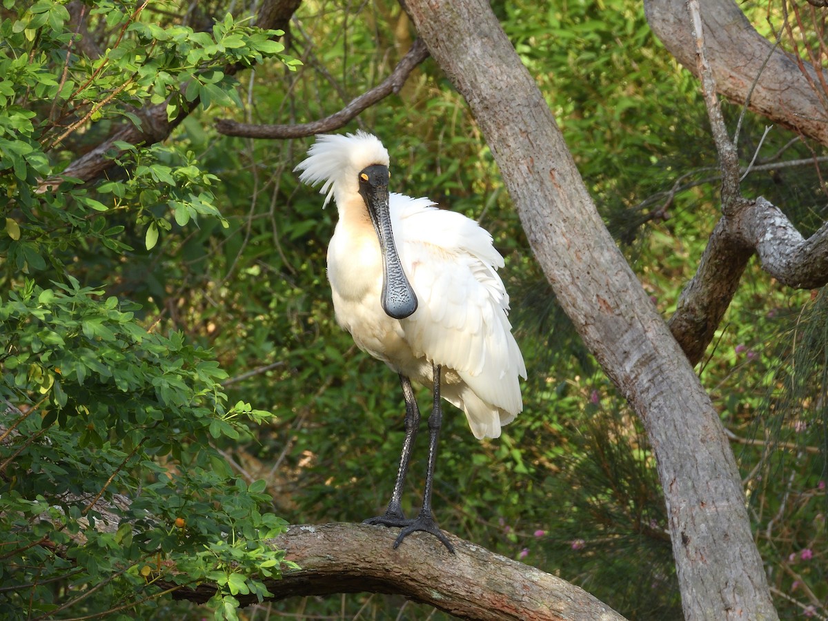 Kara Yüzlü Kaşıkçı - ML644309027