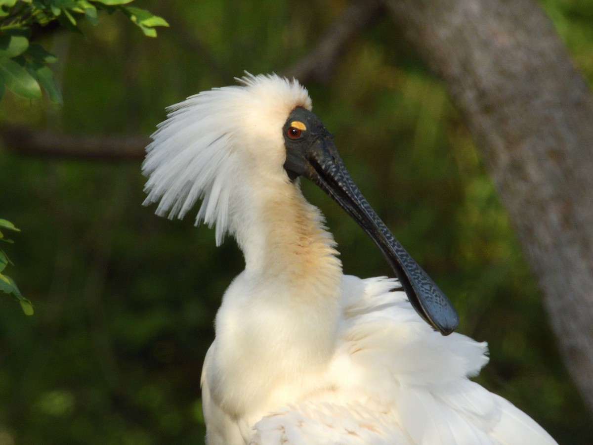 Kara Yüzlü Kaşıkçı - ML644309028