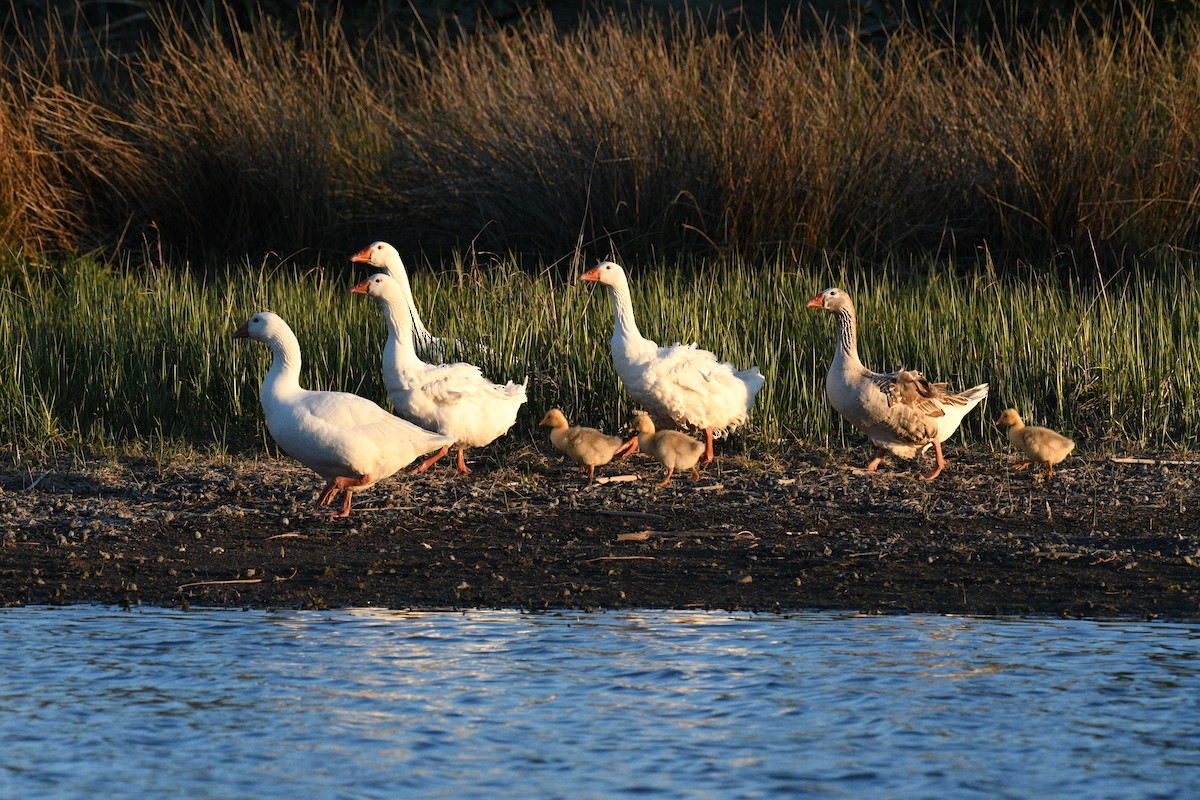 Graylag Goose (Domestic type) - ML644309030