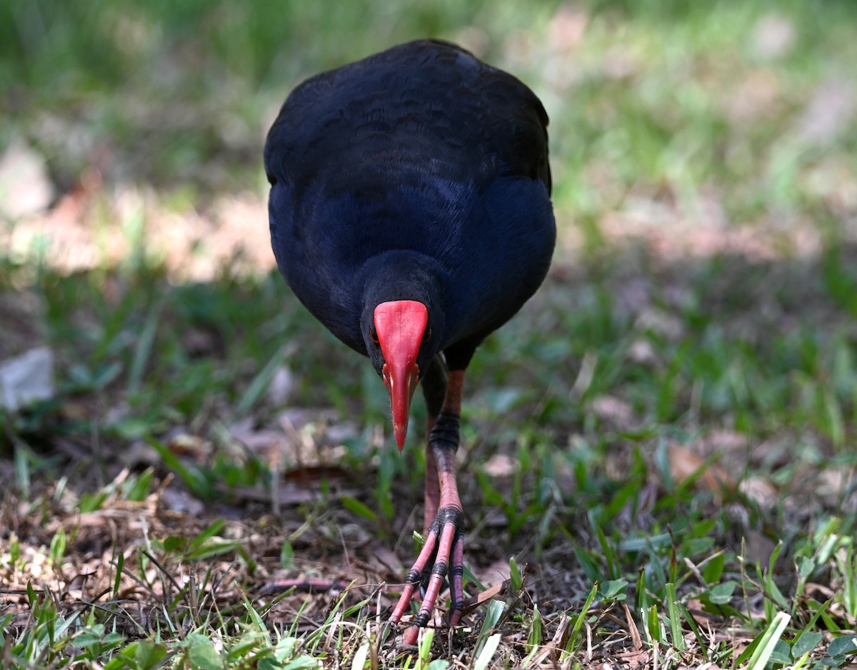 Australasian Swamphen - ML644309043