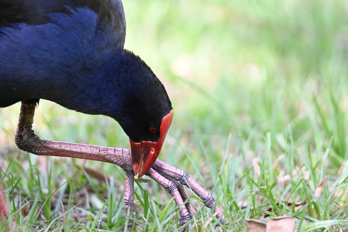 Australasian Swamphen - ML644309044