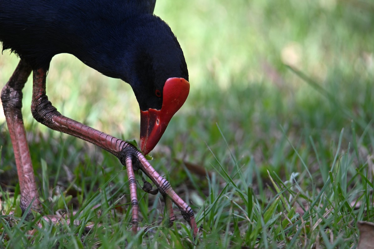 Australasian Swamphen - ML644309045
