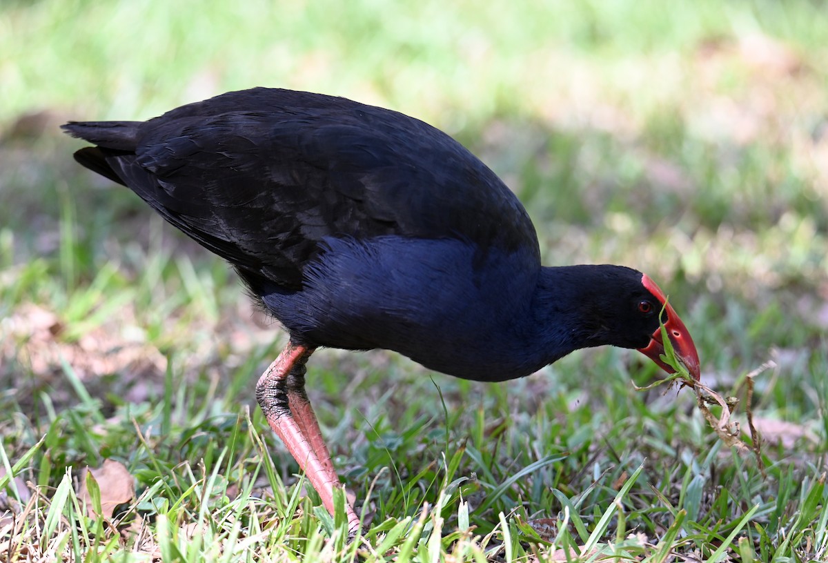 Australasian Swamphen - ML644309046
