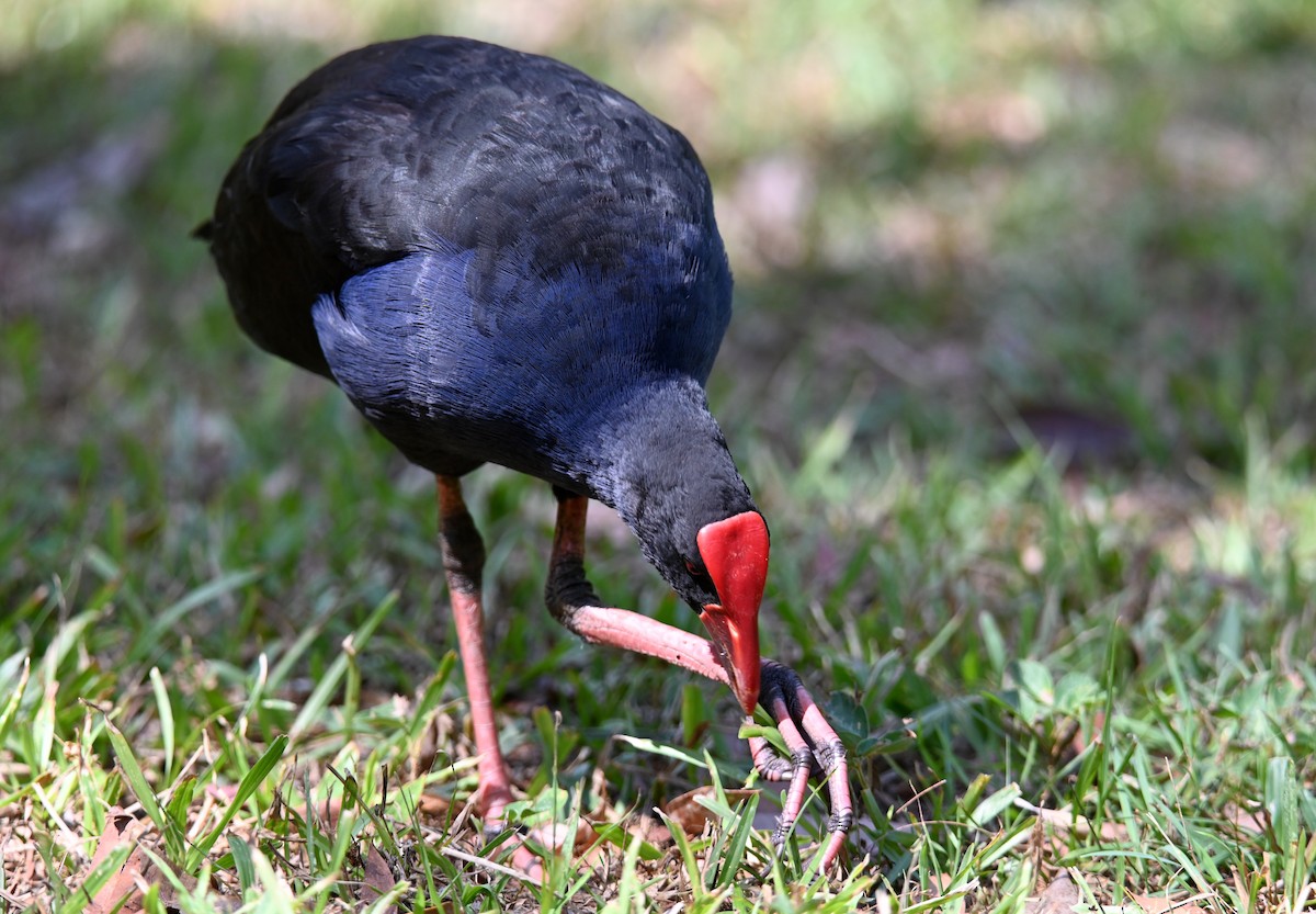 Australasian Swamphen - ML644309047