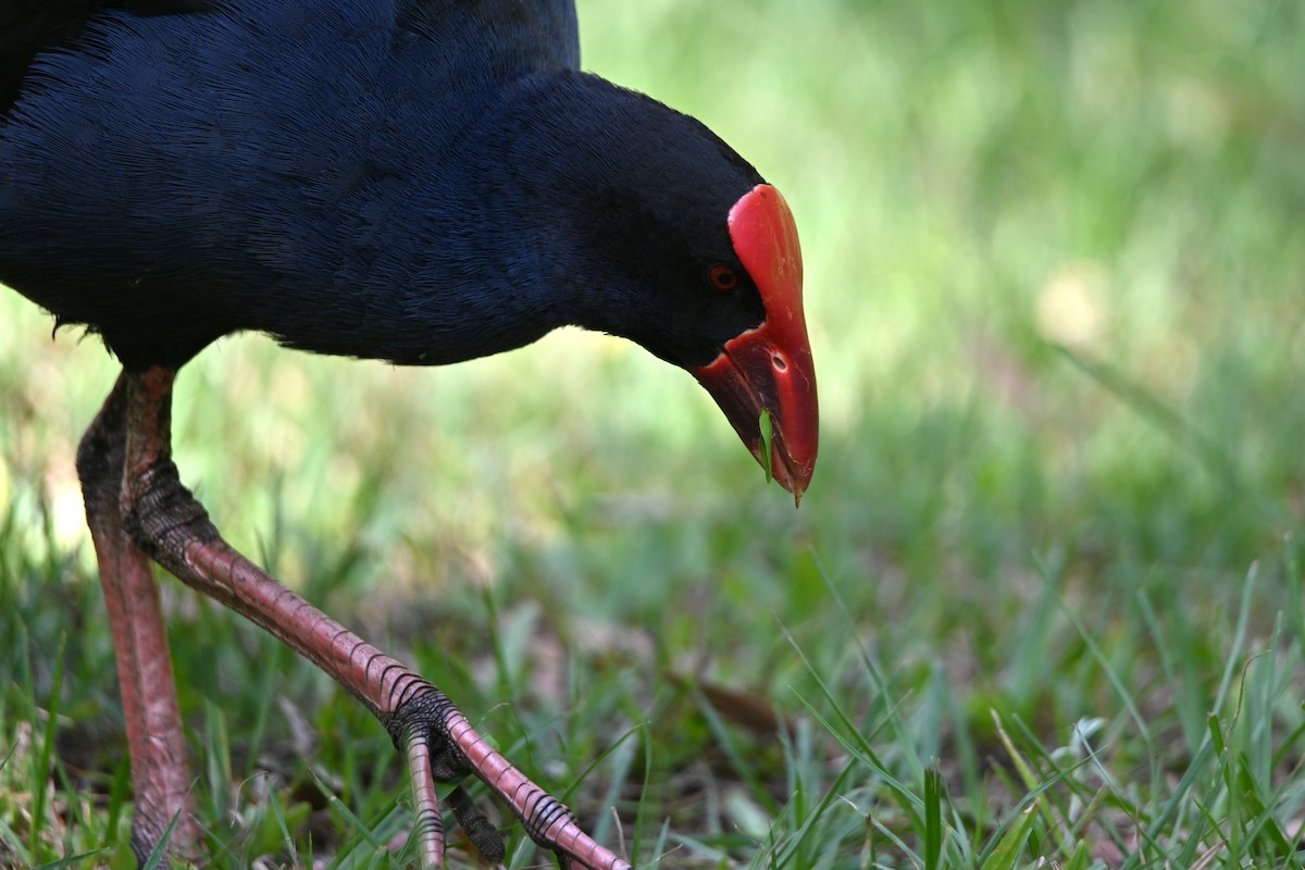 Australasian Swamphen - ML644309048