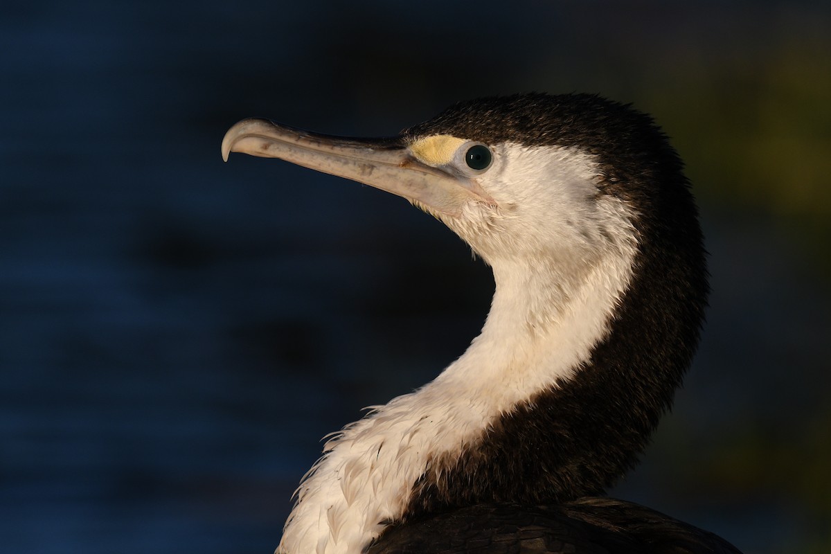 Pied Cormorant - ML644309050