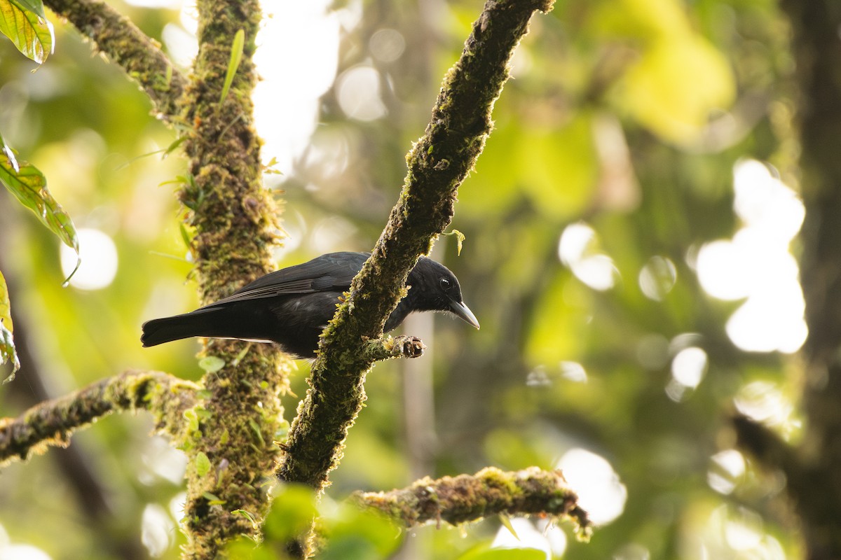 Black-and-crimson Oriole - ML644309052