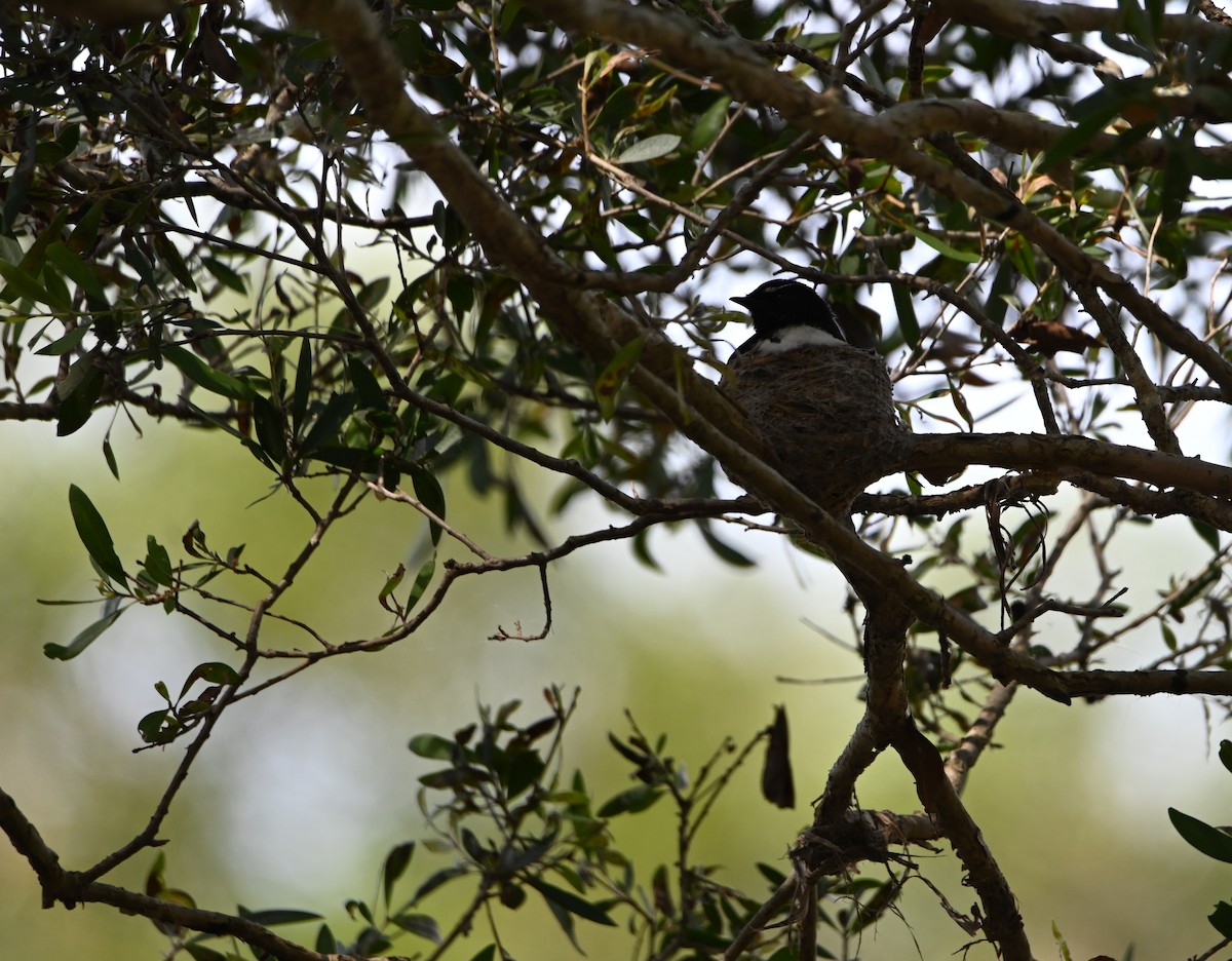 Willie-wagtail - ML644309054