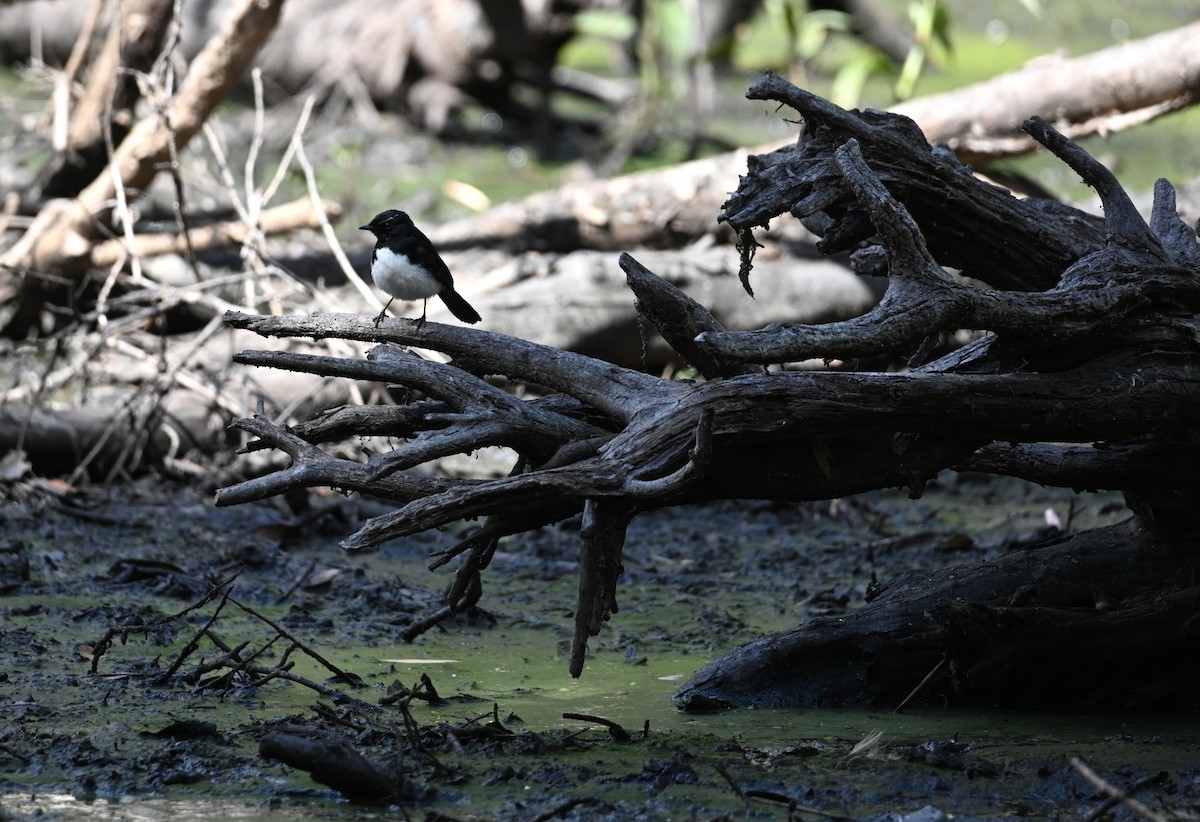 Willie-wagtail - ML644309055