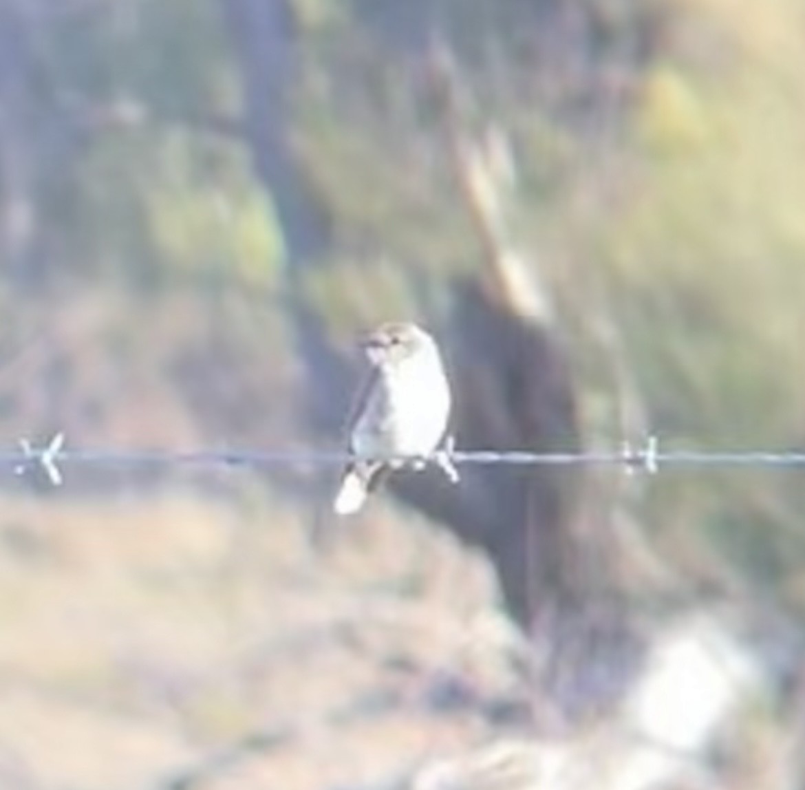 Weißschwanzschnäpper - ML644309057