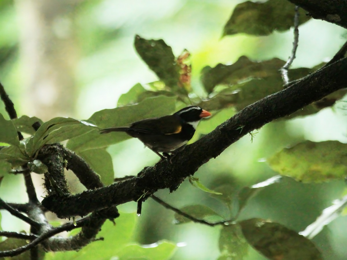 Orange-billed Sparrow - ML644309060