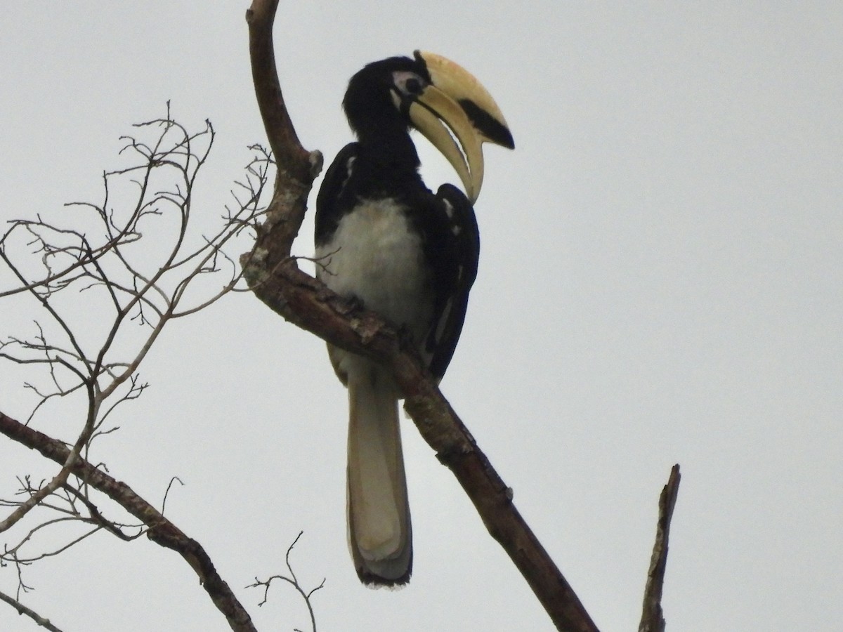 キタカササギサイチョウ - ML644309076