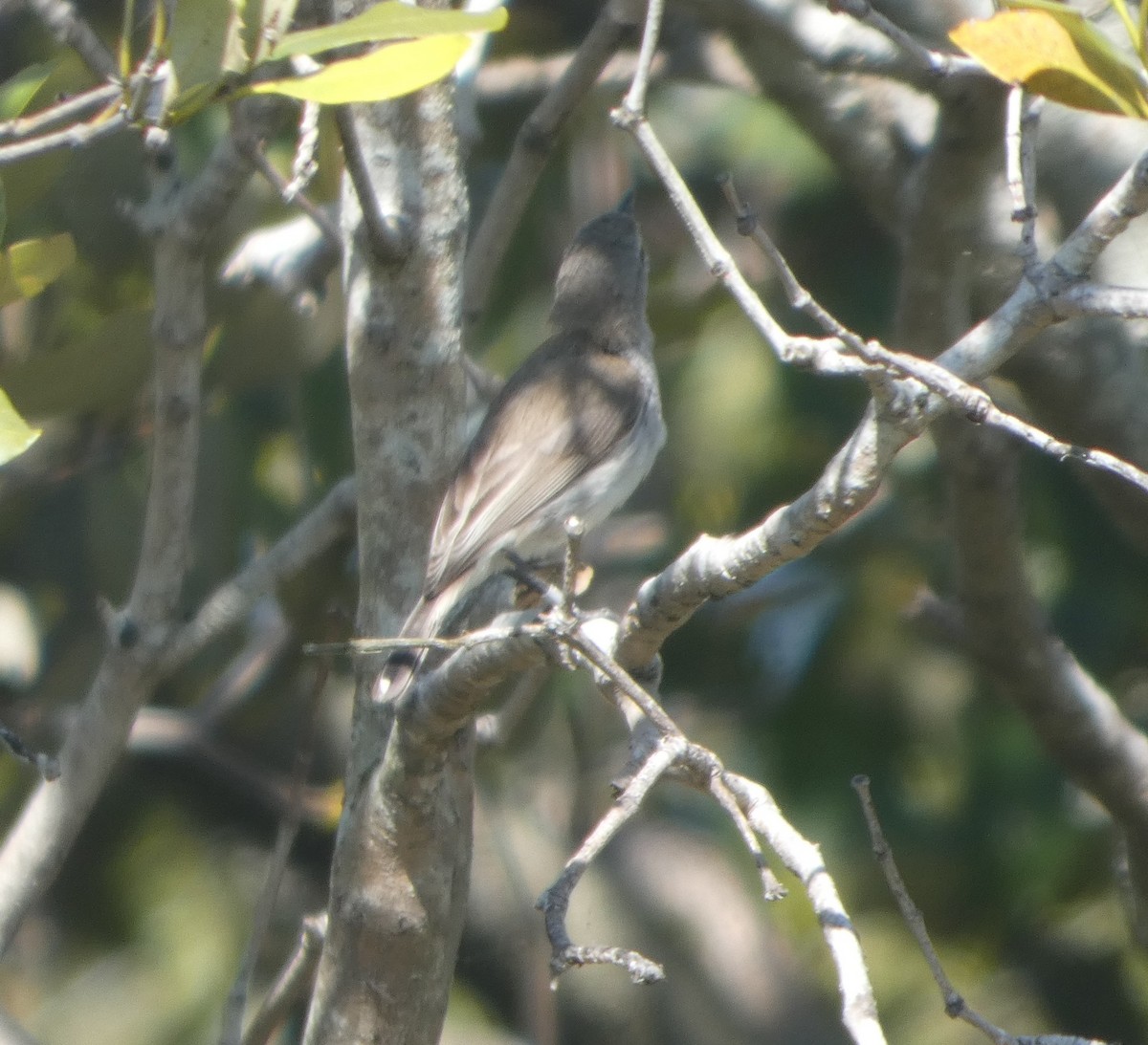 Mangrove Gerygone - ML644309098