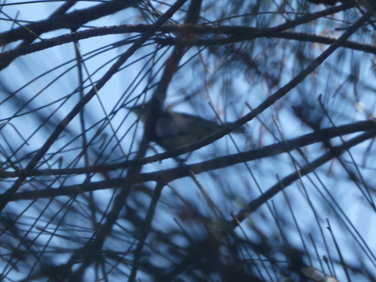 Mangrove Gerygone - ML644309099