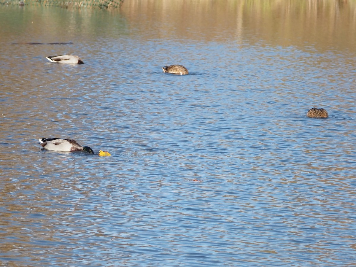 Кряква - ML644309100