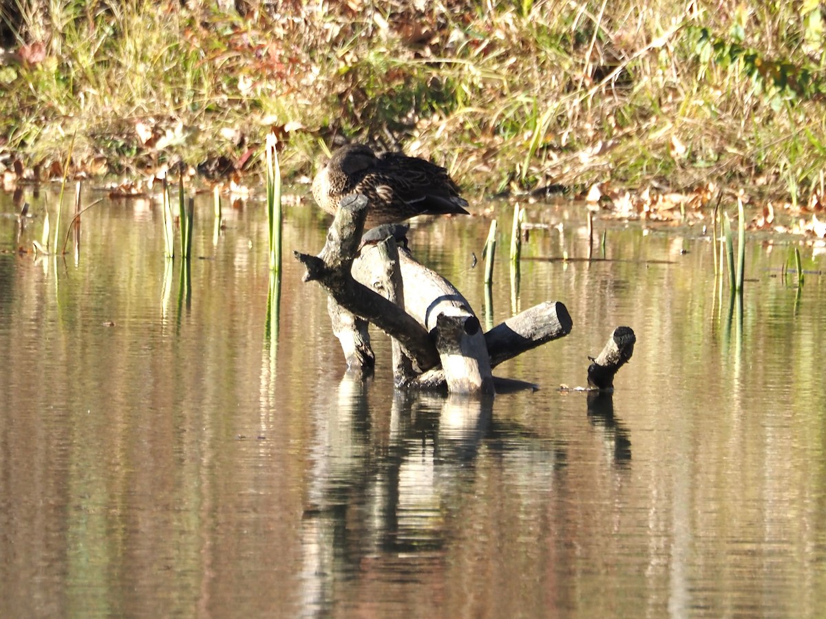 Кряква - ML644309101