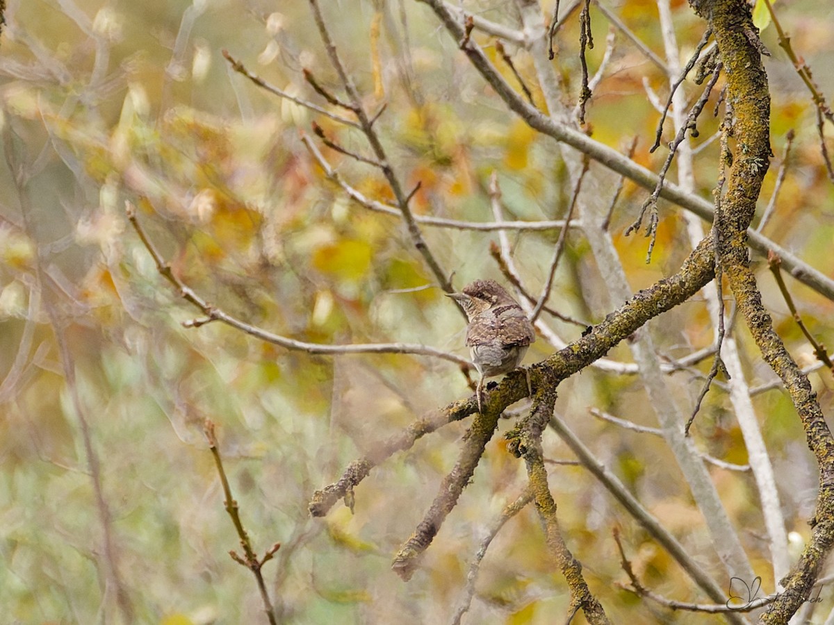 Eurasian Wryneck - ML644309102