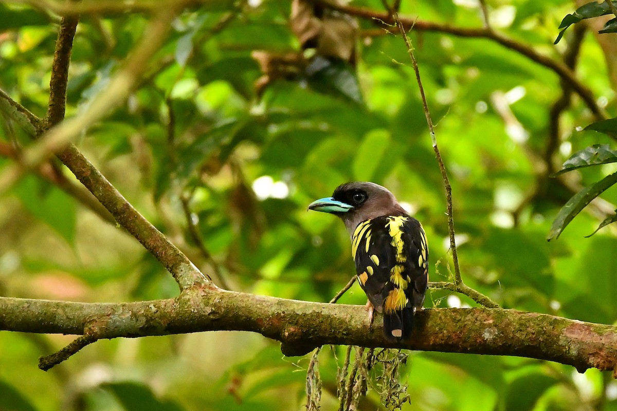Banded Broadbill - ML644309106