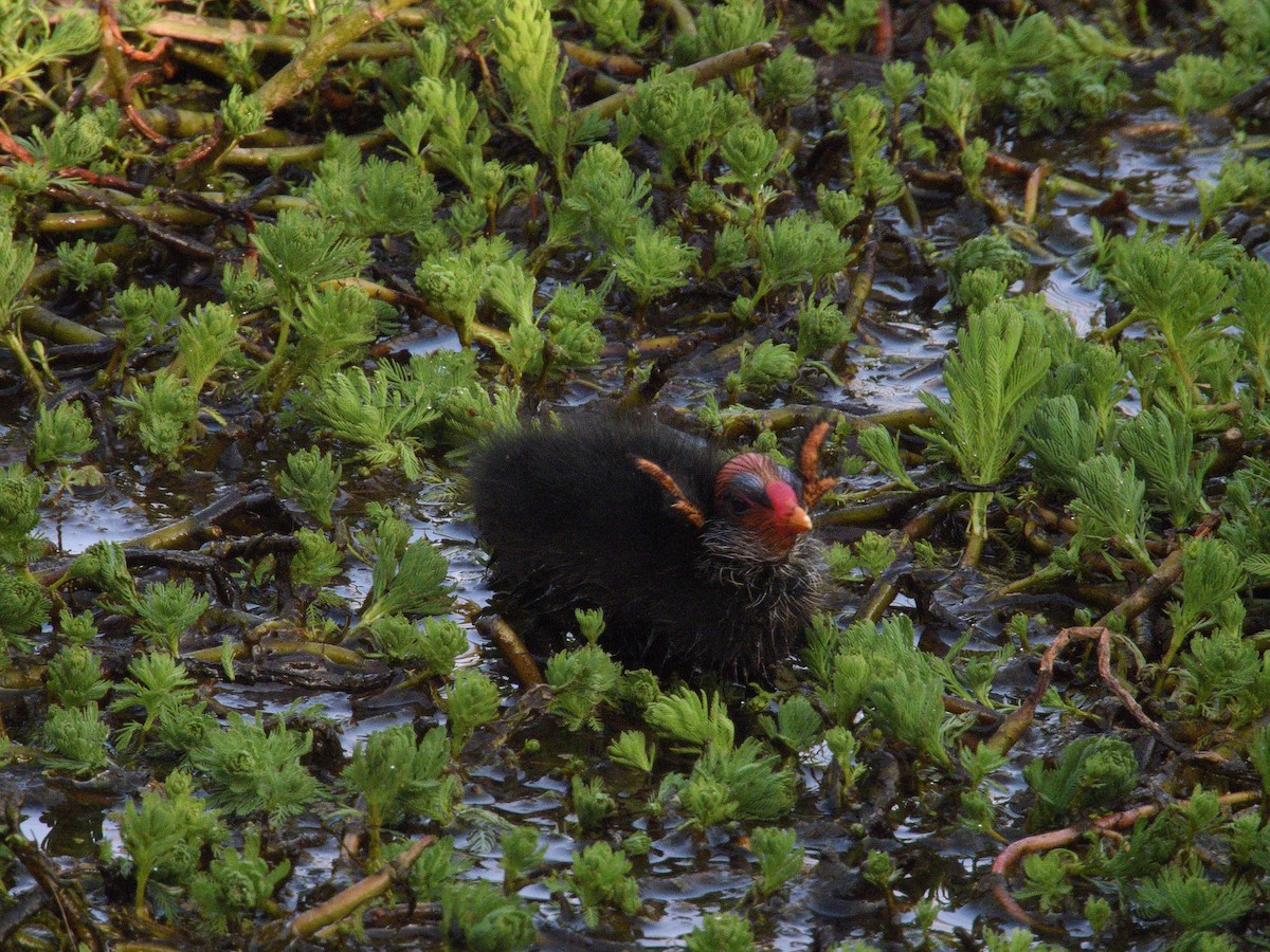 Karaca Sutavuğu - ML644309107