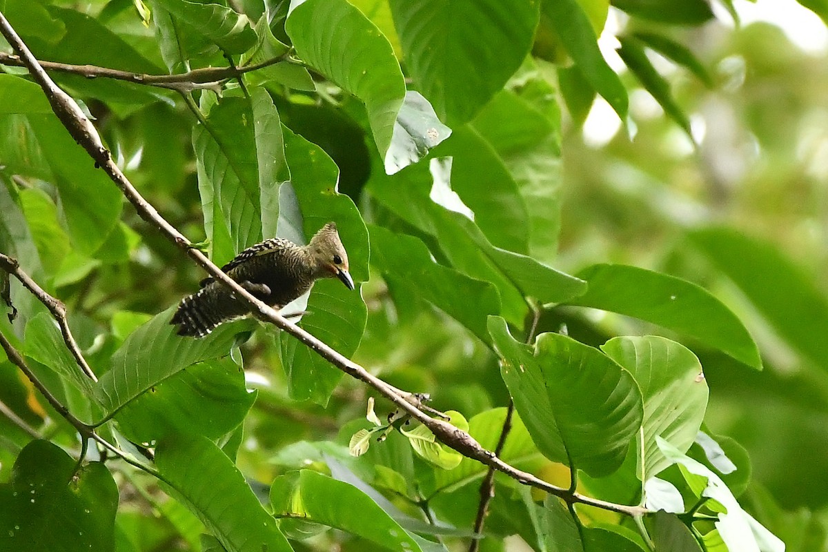 Buff-rumped Woodpecker - ML644309121
