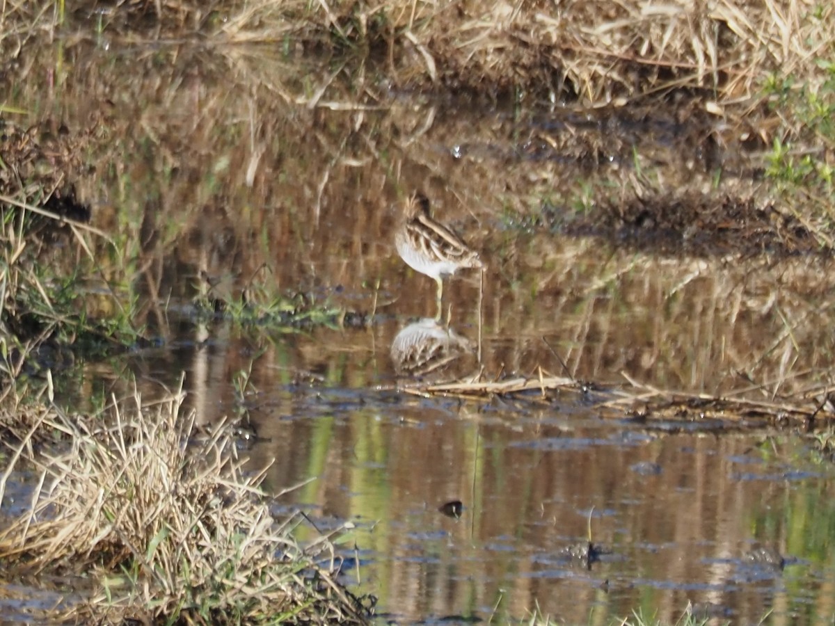 Американский бекас - ML644309123