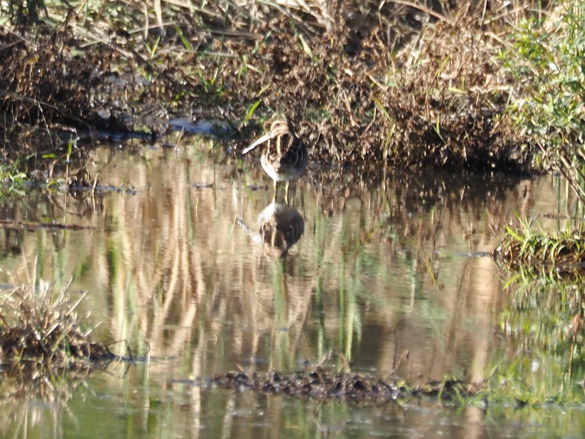 Американский бекас - ML644309124