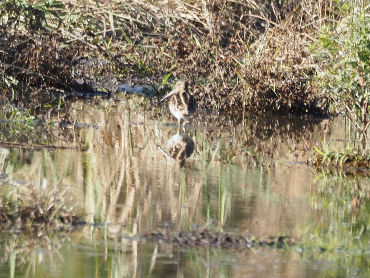 Американский бекас - ML644309125