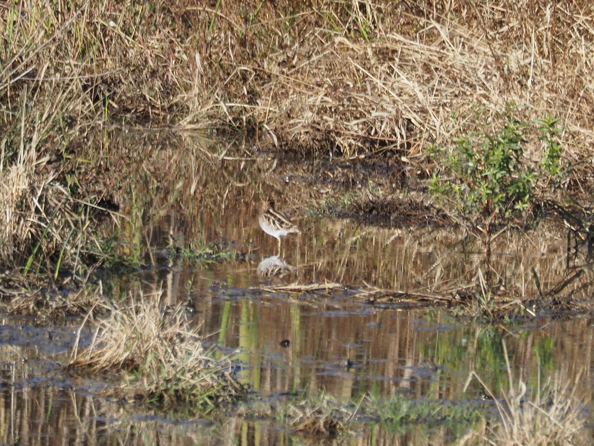 Американский бекас - ML644309126