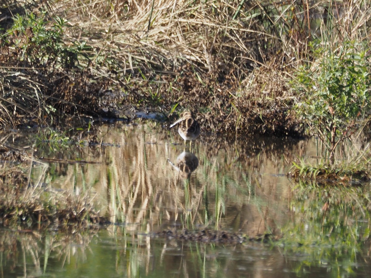 Американский бекас - ML644309127