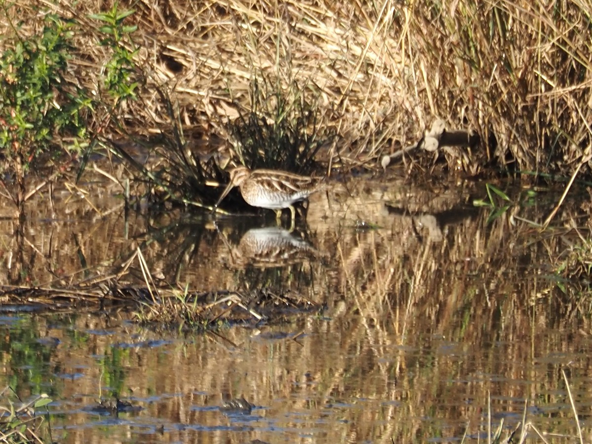 Американский бекас - ML644309133