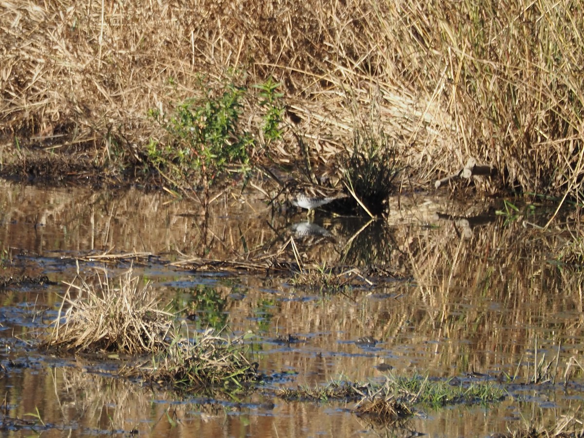 Американский бекас - ML644309134