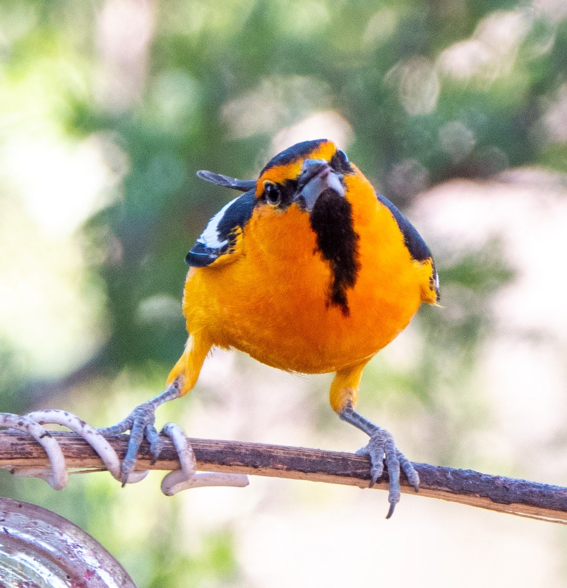 Bullock's Oriole - ML644309137