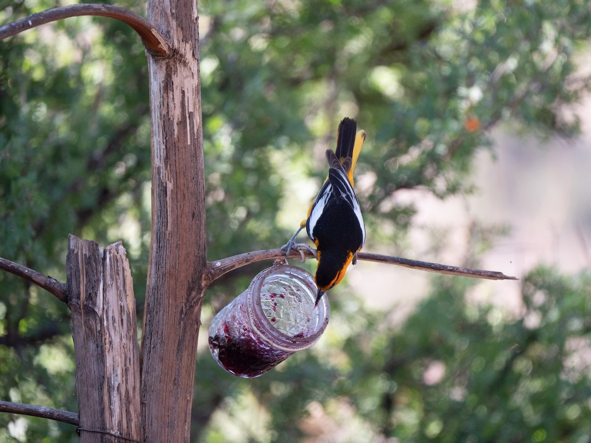 Bullock's Oriole - ML644309138